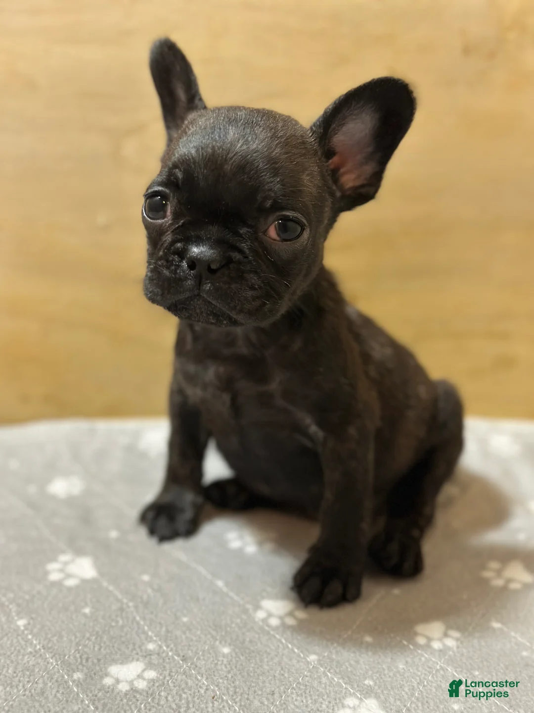 French Bulldog dogs for sale: Major - Ad 2