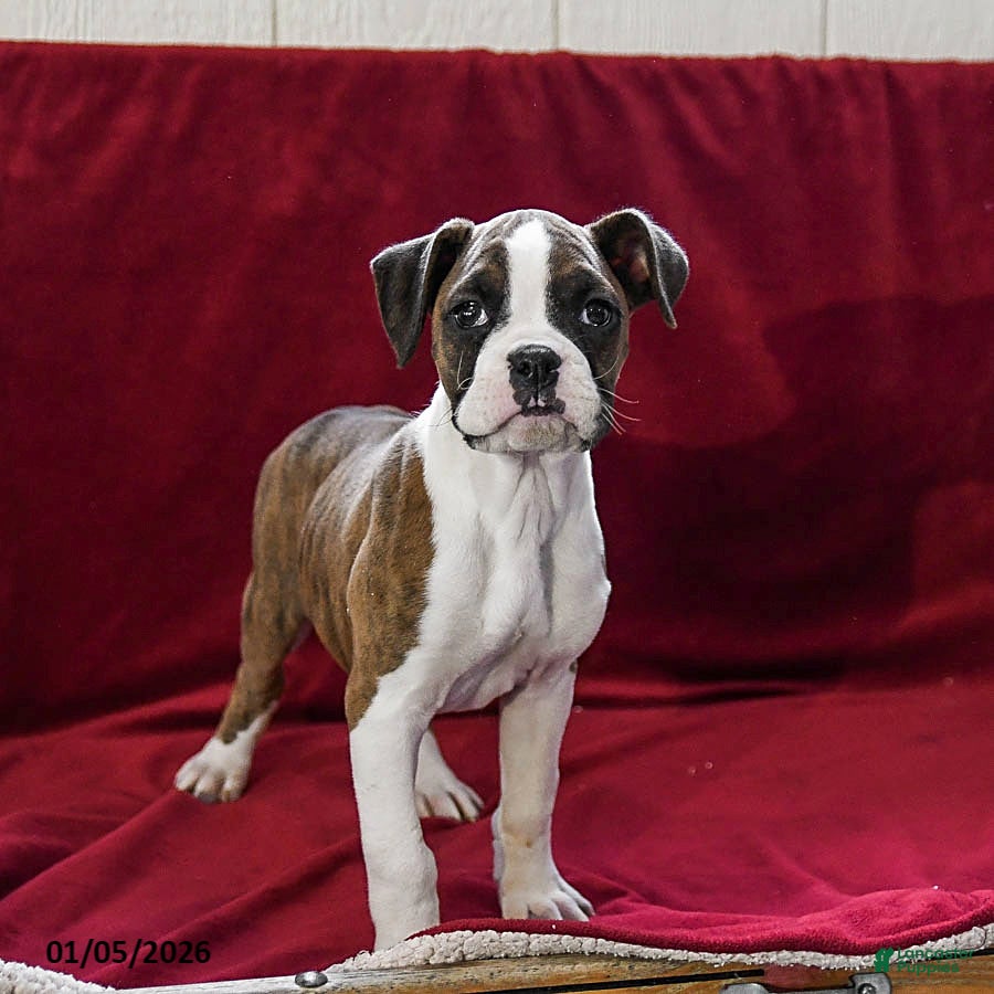 Boxer dogs Penny - Ad 32