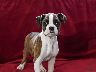 Boxer dogs Penny - Ad 32