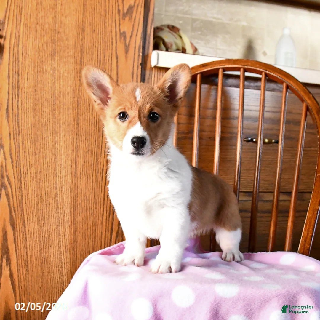 Welsh Corgi Pembroke dogs for sale: Eclipse - Ad 2