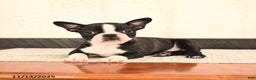 Boston Terrier dogs for sale: Jewel - Ad 3