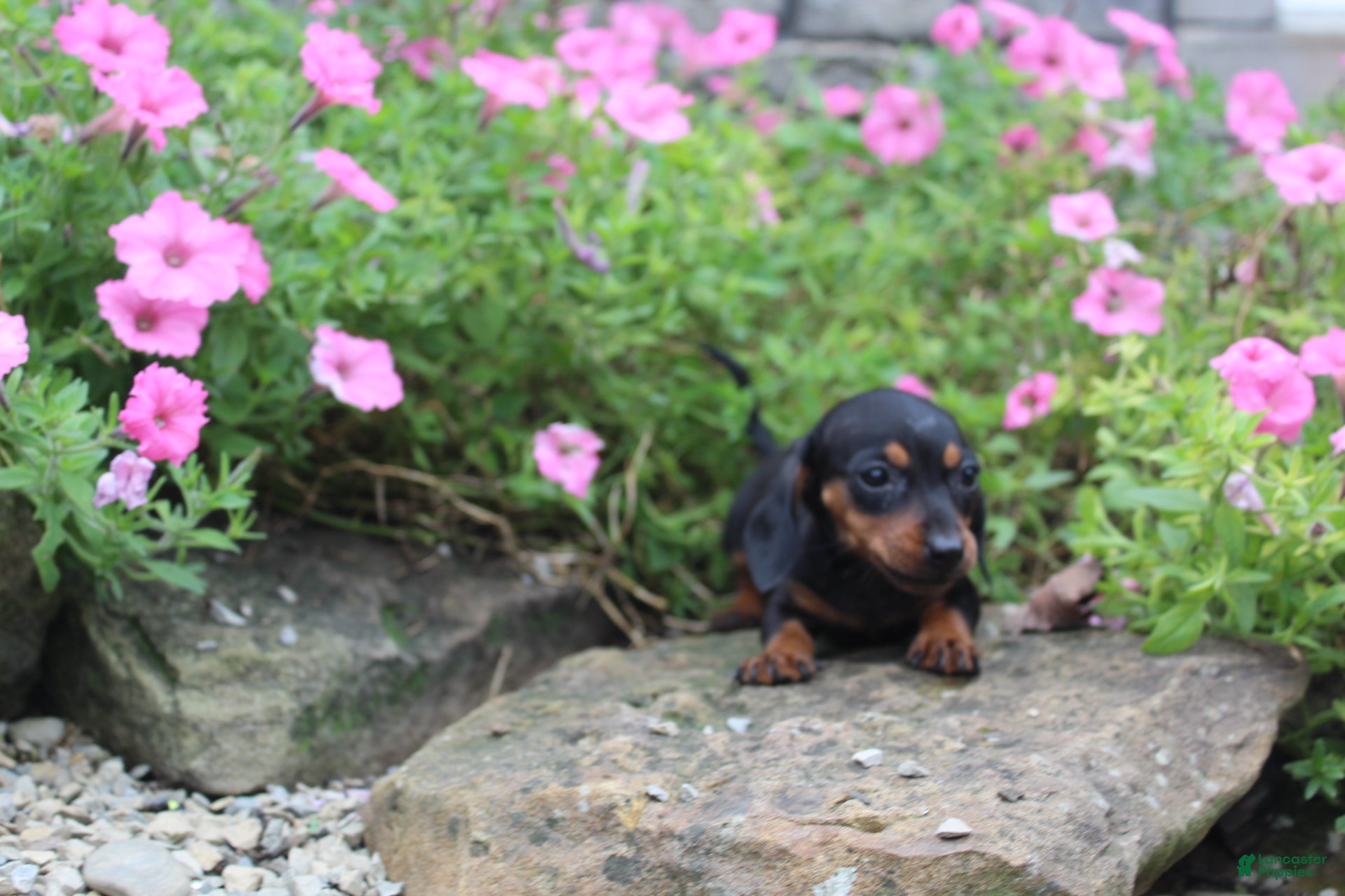 Miniature Dachshund dogs Zuzu - Ad 1