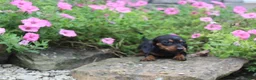 Miniature Dachshund dogs for sale: Zuzu - Ad 1