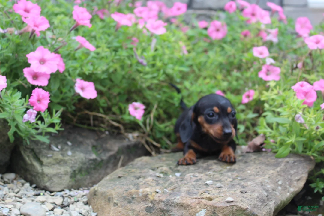 Miniature Dachshund dogs for sale: Zuzu - Ad 1