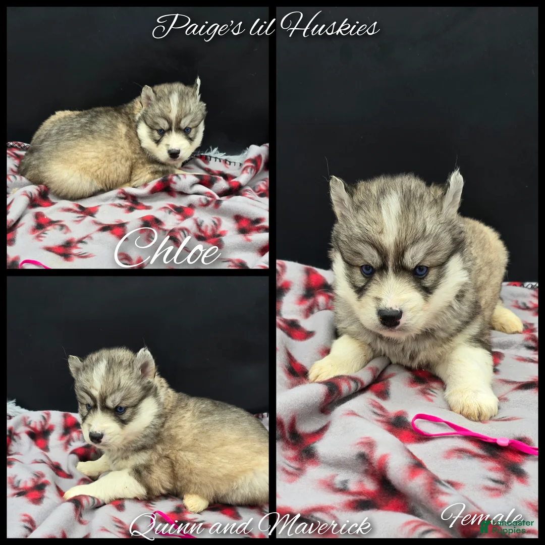 Siberian Husky dogs for sale: Chloe  - Ad 4