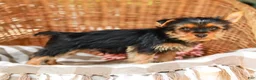 Yorkshire Terrier dogs for sale: Marley - Ad 5