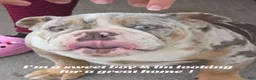 English Bulldog dogs for sale: English Bulldog 1 - Ad 13