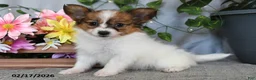 Papillon dogs for sale: Darcy - Ad 2