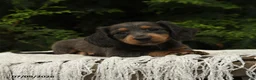 Miniature Dachshund dogs for sale: Holly - Ad 2