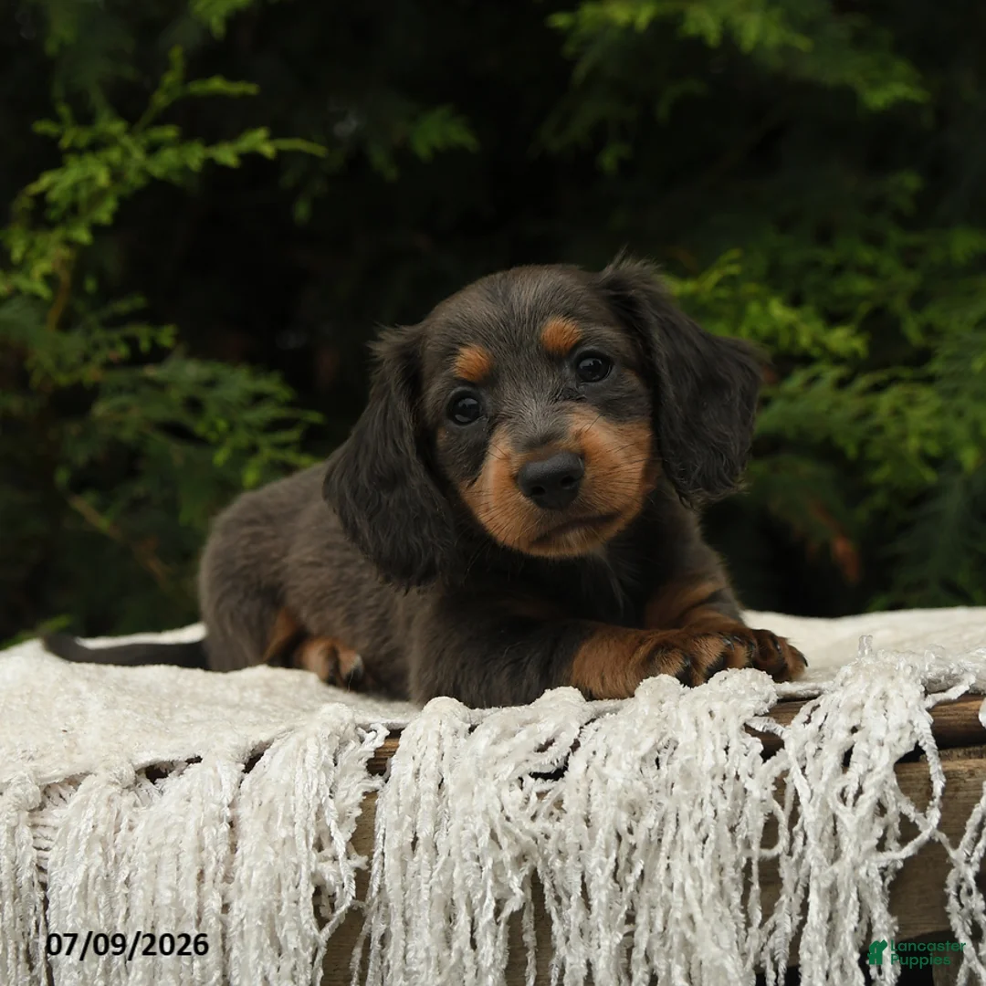 Miniature Dachshund dogs for sale: Holly - Ad 2