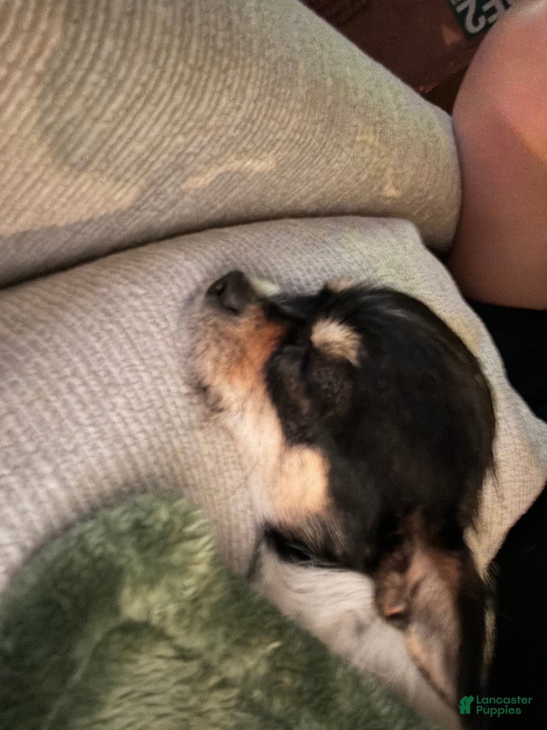 Chihuahua dogs for sale: Chihuahua Puppy 2 - Ad 4