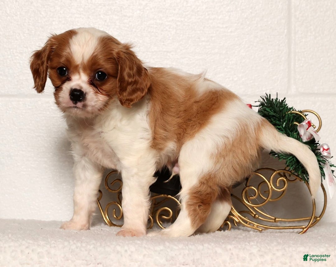 Cavapoo dogs for sale: George - Ad 2