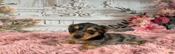 Miniature Dachshund dogs for sale: AKC-Ruger - Ad 3