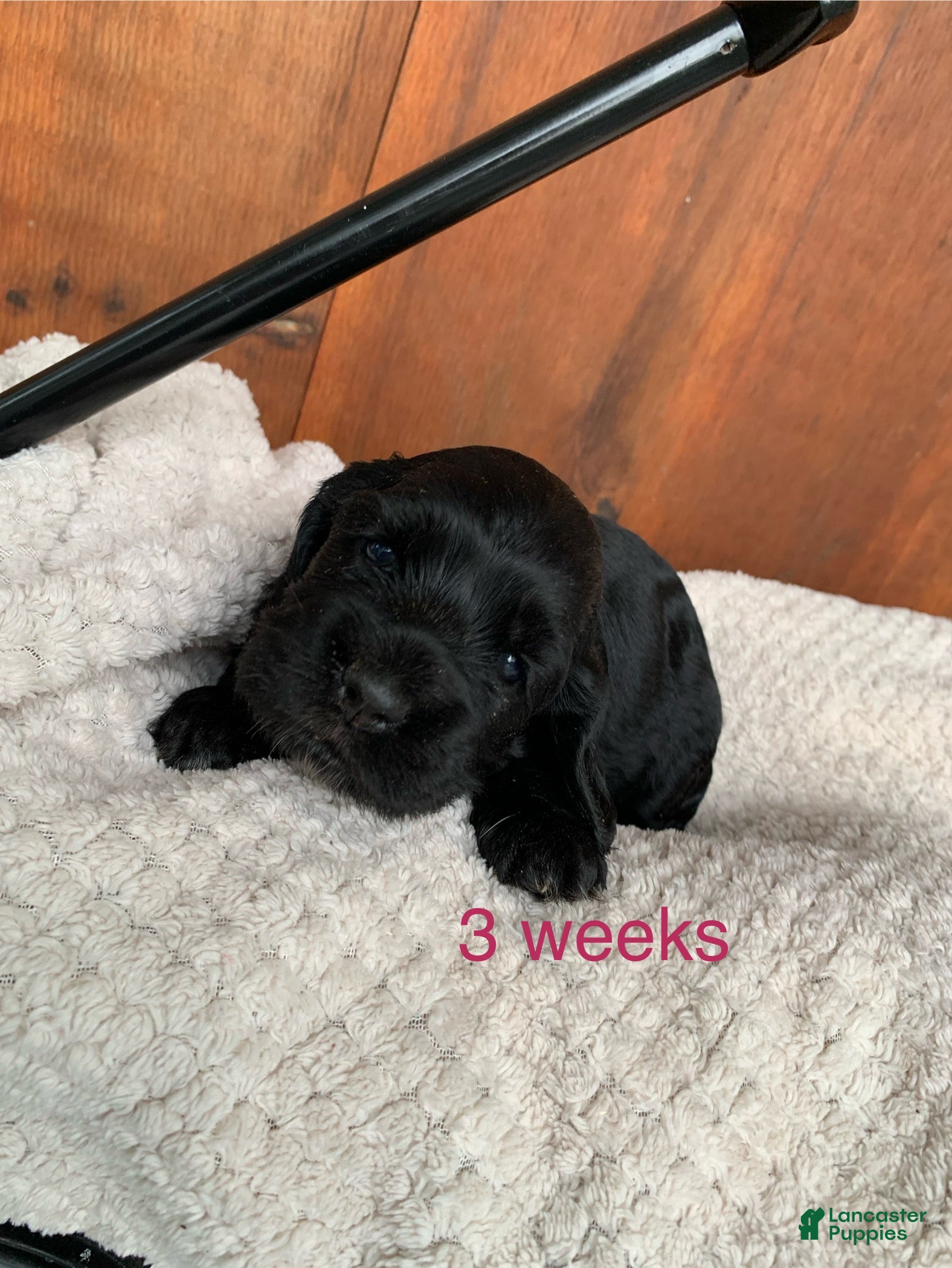 Cocker Spaniel dogs Fawn - Ad 1