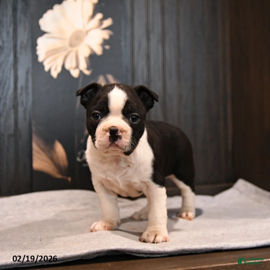 Boston Terrier dogs for sale: Pogo - Ad 5