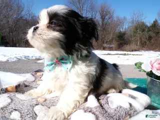 Shih Tzu dogs for sale: Shih Tzu Puppy 2 Scottie - Ad 3