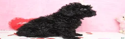 Toy Poodle dogs for sale: Onyx - Ad 3
