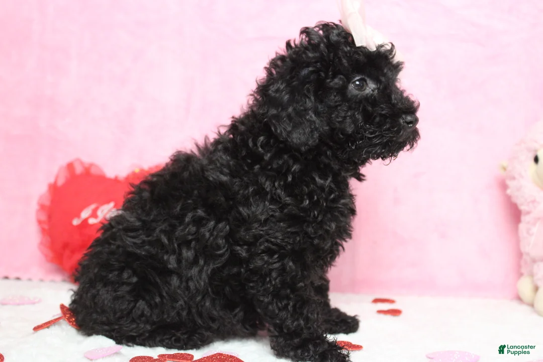 Toy Poodle dogs for sale: Onyx - Ad 3