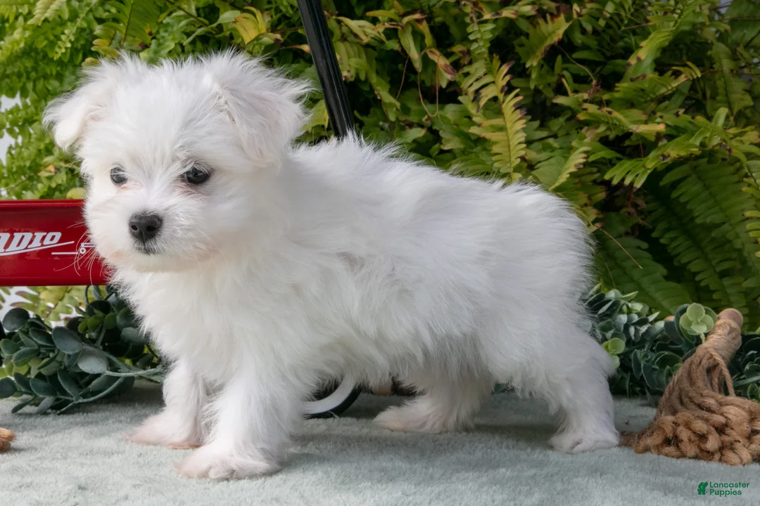 Maltese dogs for sale: Jasper - Ad 3