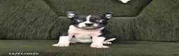 Boston Terrier dogs for sale: Roxie - Ad 2
