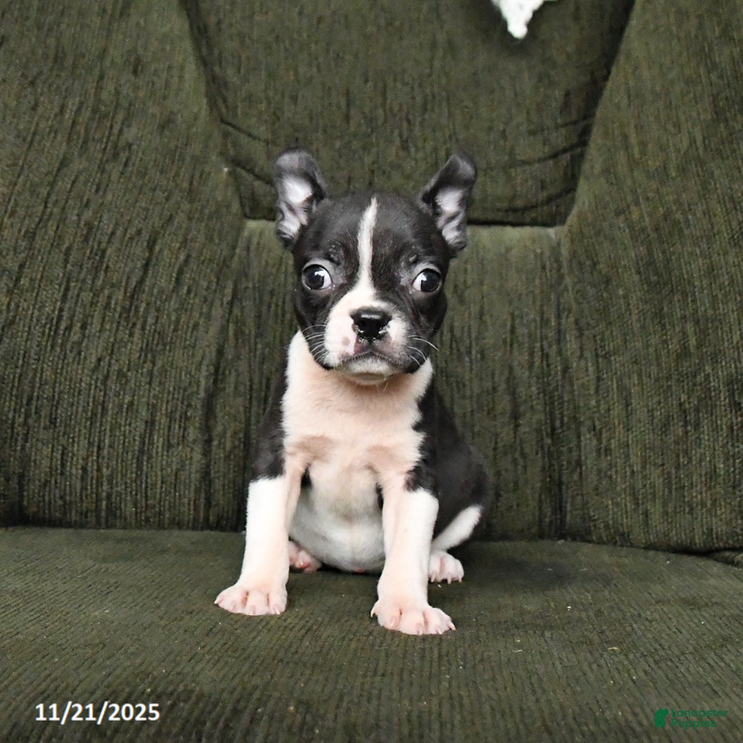 Boston Terrier dogs for sale: Roxie - Ad 2