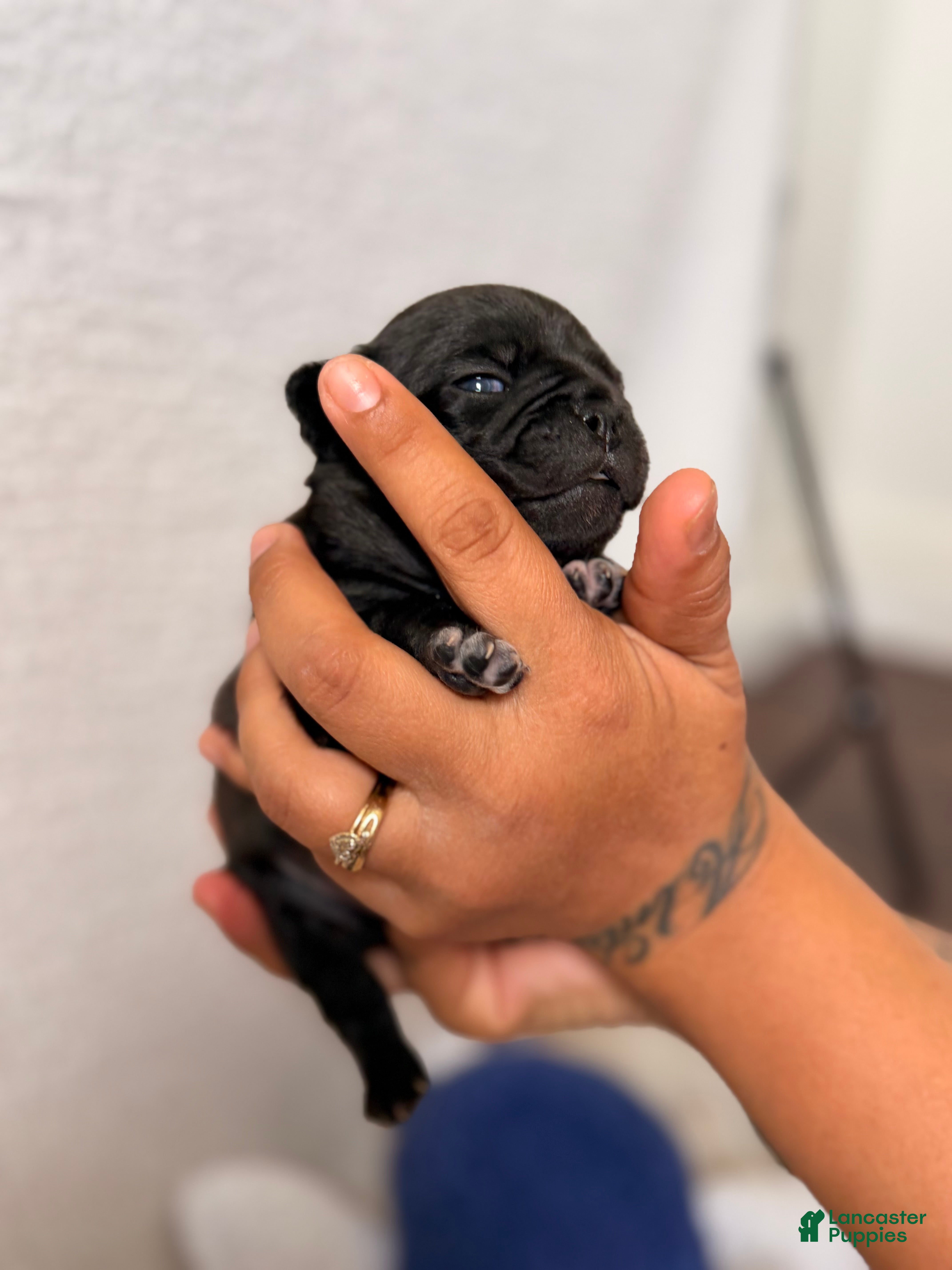 Pug dogs Pug Puppy 4 Luke  - Ad 2