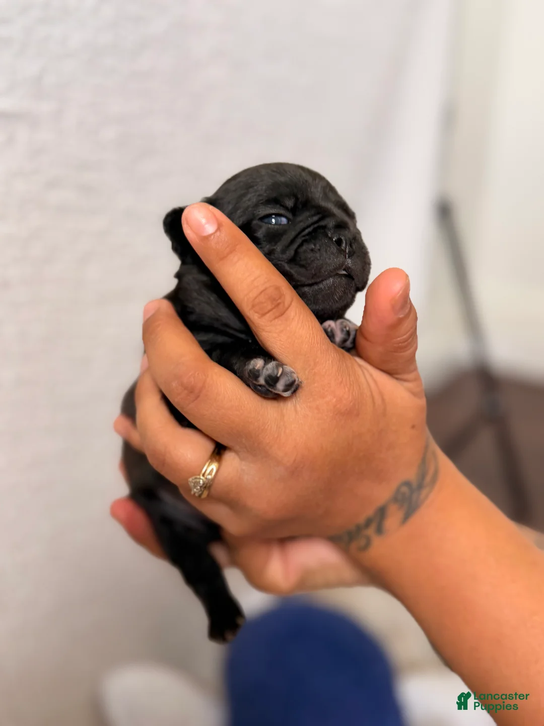 Pug dogs for sale: Pug Puppy 4 Luke  - Ad 2