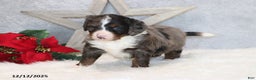 Mini Bernedoodle dogs for sale: Brady - Ad 6