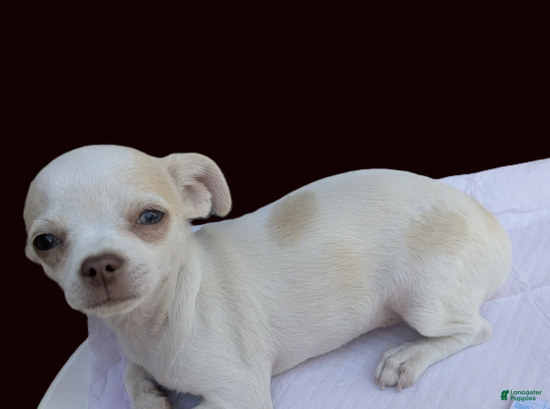 Chihuahua dogs for sale: Full AKC Snow White  - Ad 15