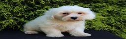 Teddy Bear dogs for sale: White Oak - Ad 4