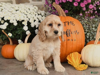 Cocker Spaniel dogs - Ad 15