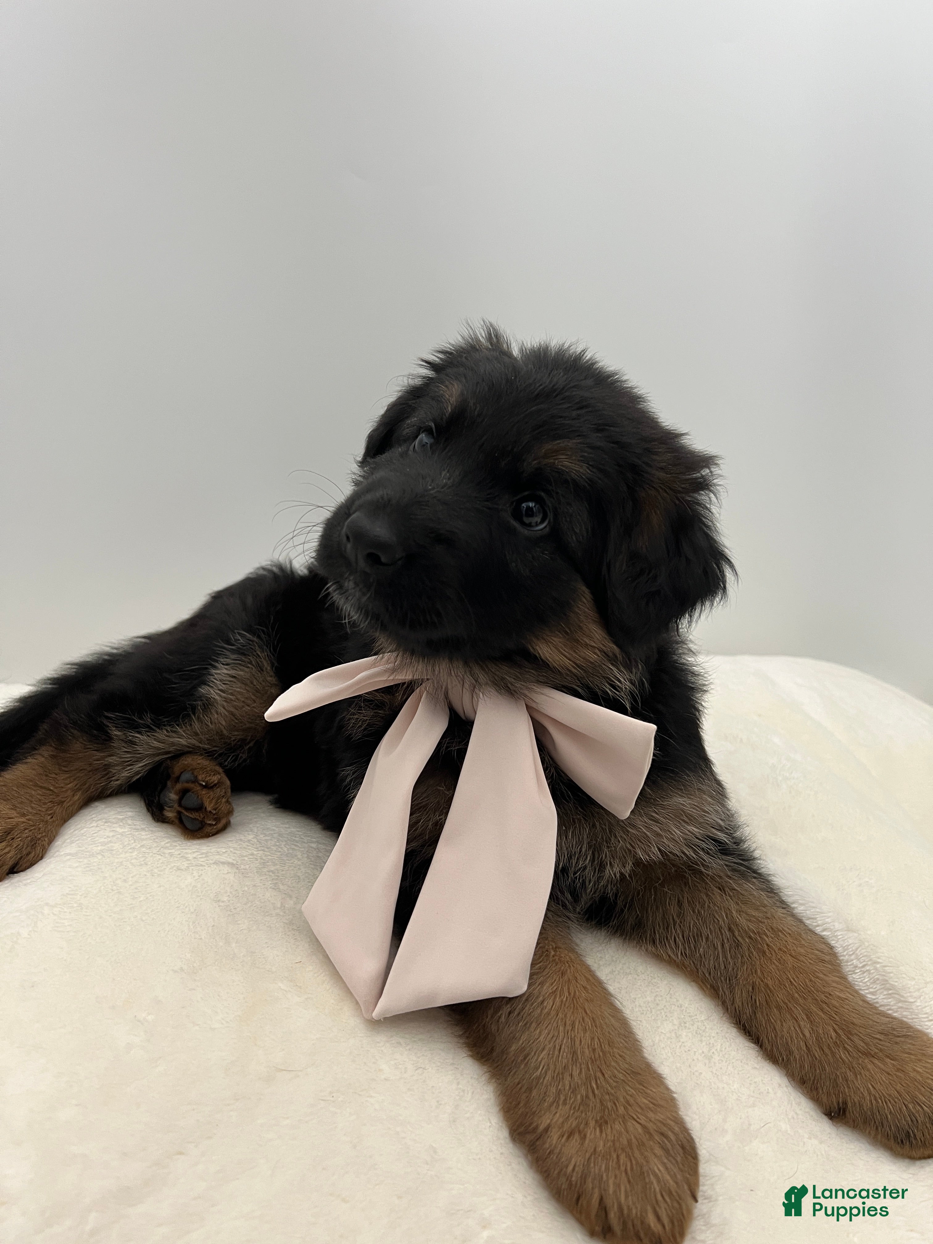 German Shepherd dogs Bree - Ad 2