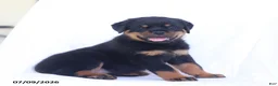 Rottweiler dogs for sale: Balto - Ad 3