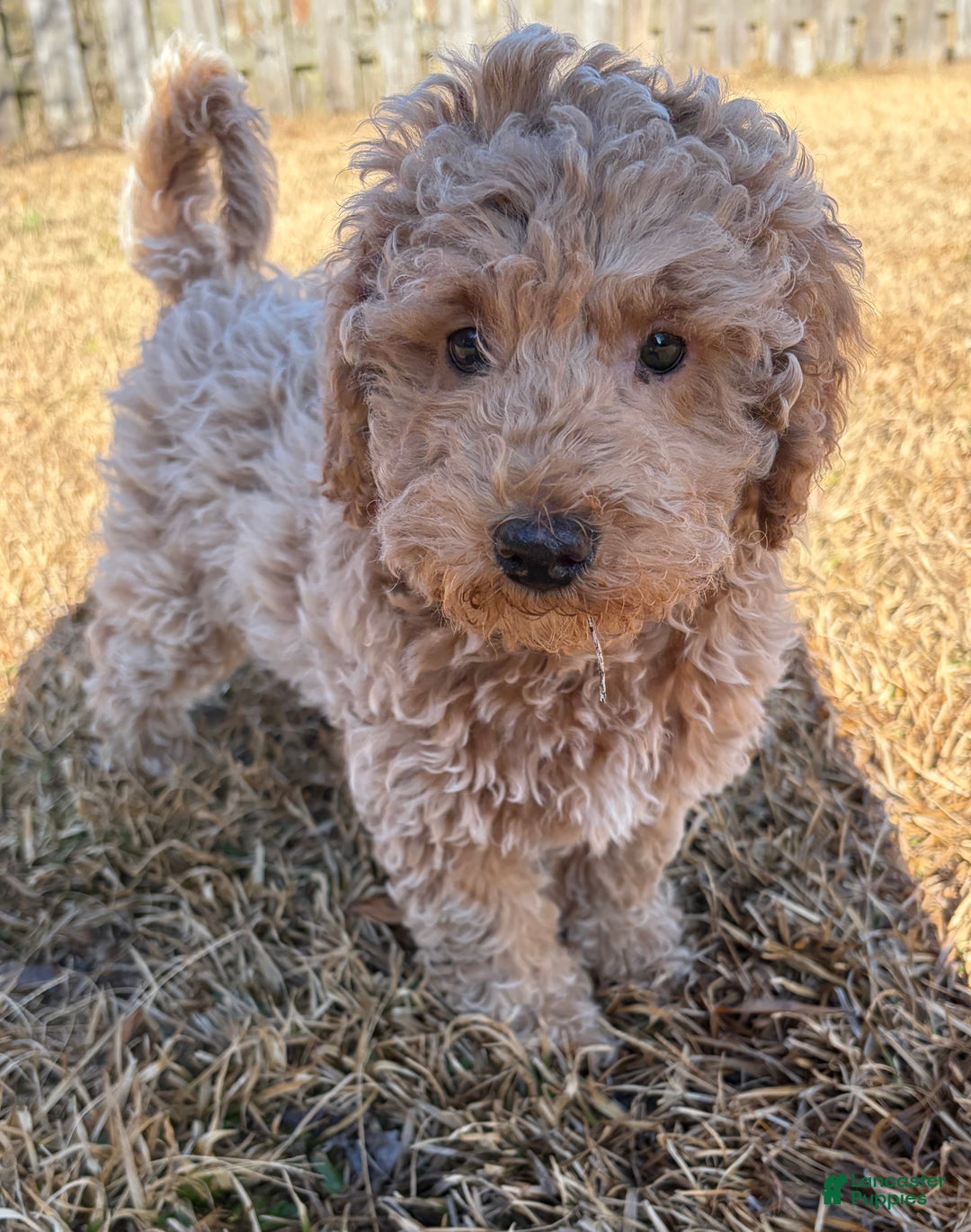 Miniature Poodle dogs for sale: Miniature Poodle Puppy 1 - Ad 1