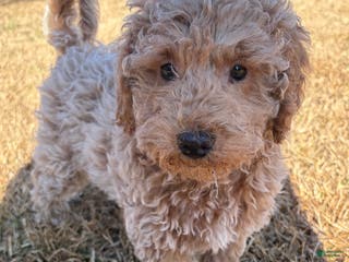 Miniature Poodle dogs Miniature Poodle Puppy 1 - Ad 6