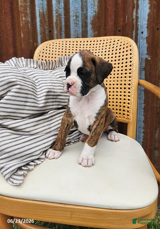 Boxer dogs Chance - Ad 2
