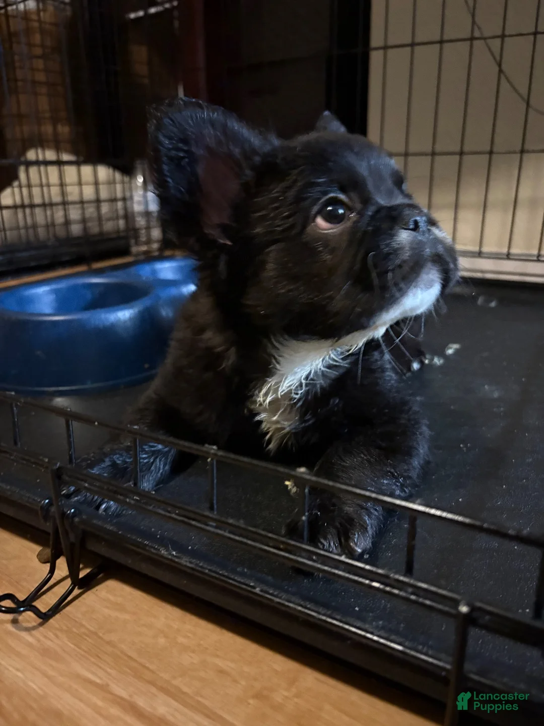 French Bulldog dogs for sale: French Bulldog 1 - Ad 1