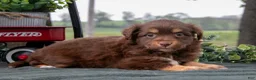 Miniature Australian Shepherd dogs for sale: Candy - Ad 2