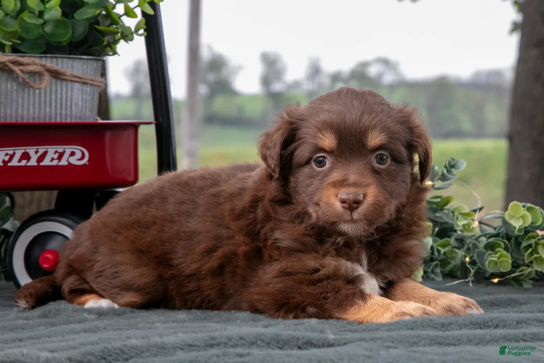 Miniature Australian Shepherd dogs for sale: Candy - Ad 2