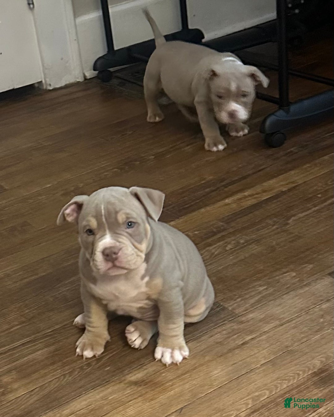 American Bully dogs for sale: American Bully Puppy 1 - Ad 12
