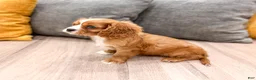 Cavalier King Charles Spaniel dogs for sale: Blaze - Ad 3