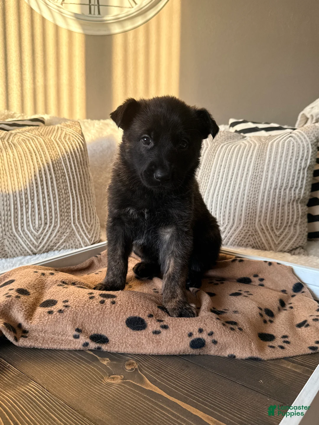 Mixed Breed dogs for sale: Mixed Breed Puppy 2 - Ad 2