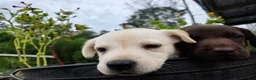 Labrador Retriever dogs for sale: Max - Ad 4