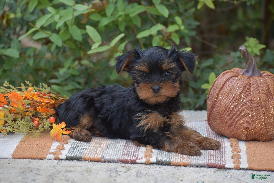 Yorkshire Terrier dogs for sale: Hudson - Ad 2