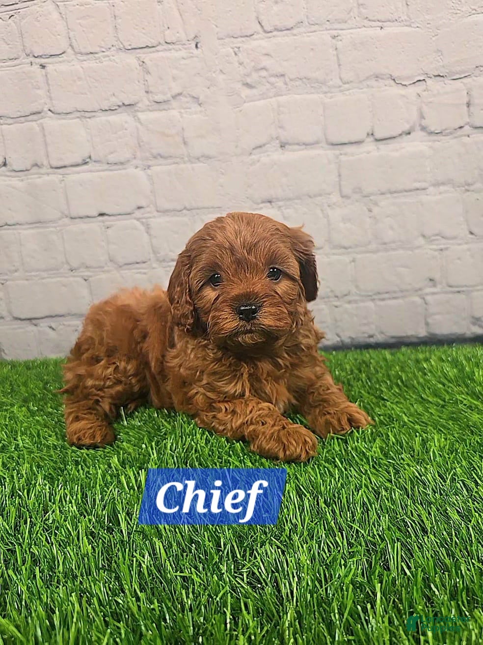 Cavapoo dogs for sale: Chief  - Ad 1