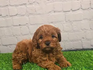 Cavapoo dogs for sale: Chief - Ad 1