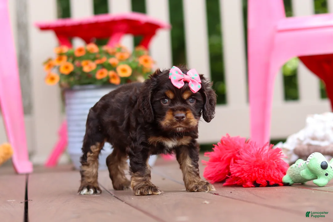 Cocker Spaniel dogs for sale: Callie - Ad 2
