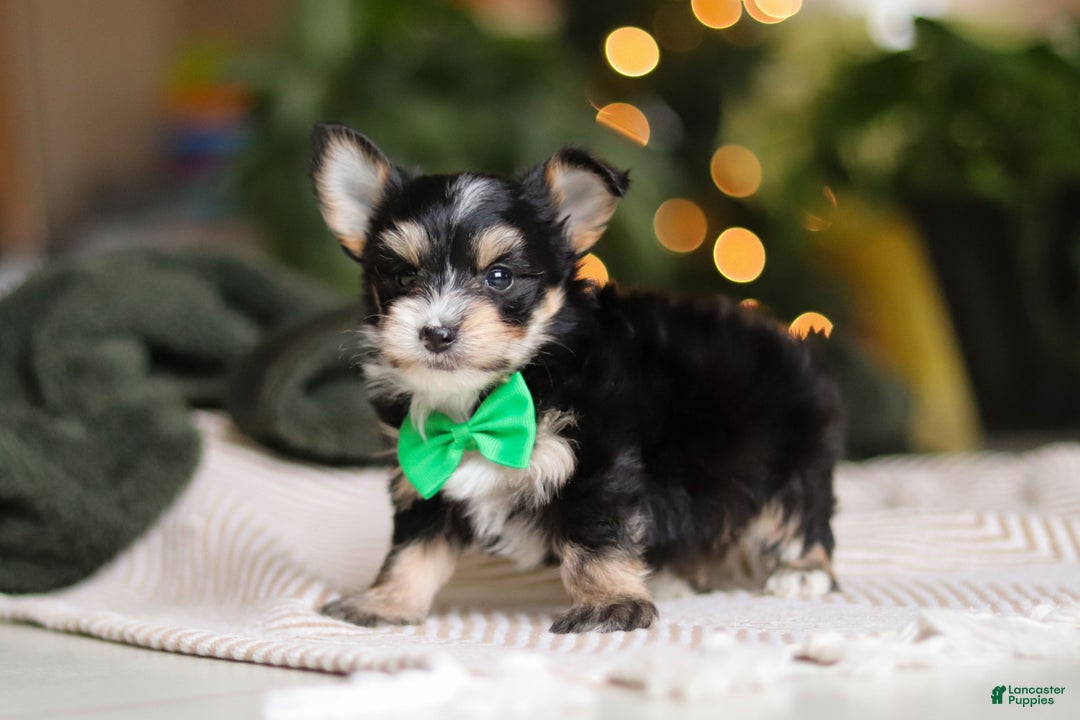Morkie dogs for sale: Oliver - Ad 4
