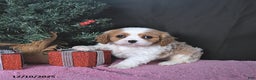 Cavalier King Charles Spaniel dogs for sale: Kailey CHAMPION BLOODLINE - Ad 4