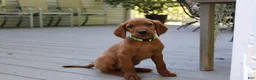 Mixed Breed dogs for sale: bonnie - Ad 4